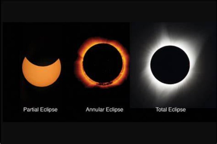 A tribute to Eclipse - Seattle's bus riding dog