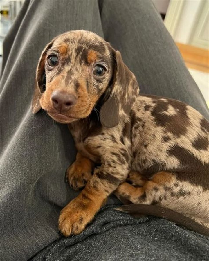 Giorgia Soleri Pets