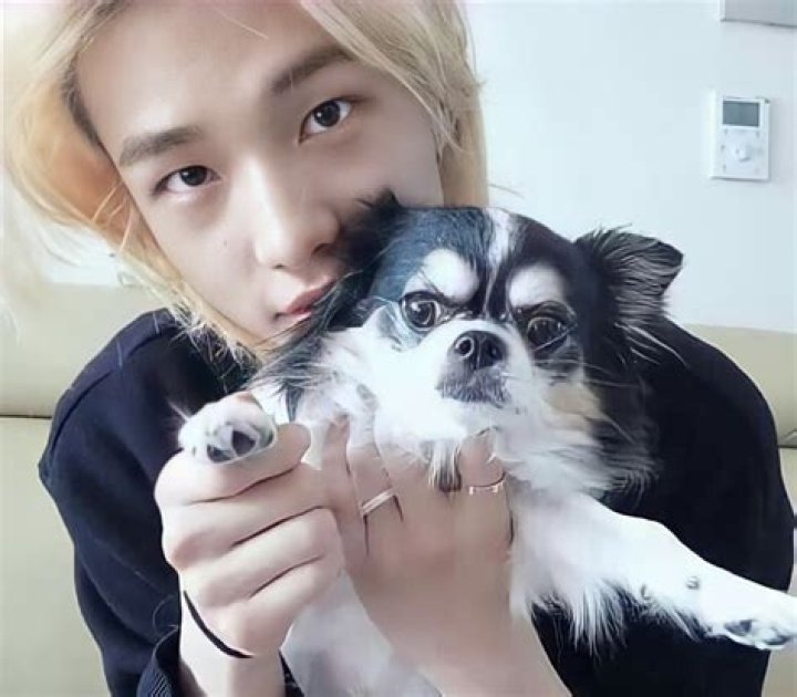 Hyunjin Pets