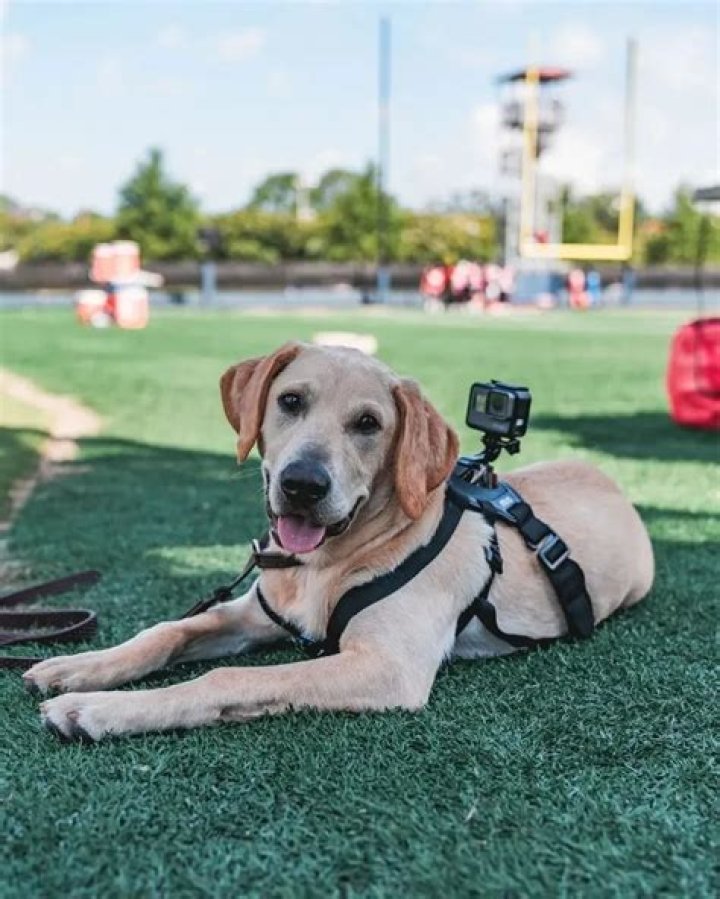 Lane Kiffin Pets