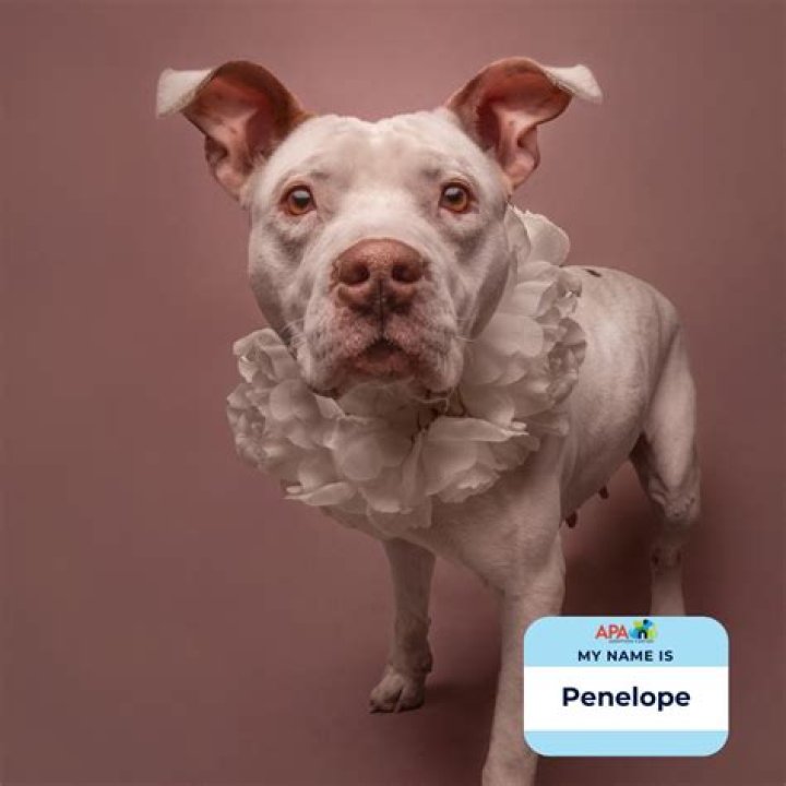 Penelope Mitchell Pets